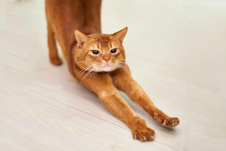 pet air dryer box